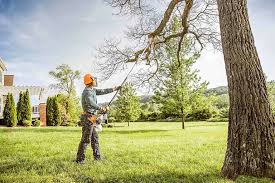 Best Commercial Tree Removal  in Mills, WY