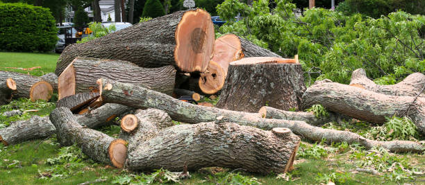 Best Tree Risk Assessment  in Mills, WY